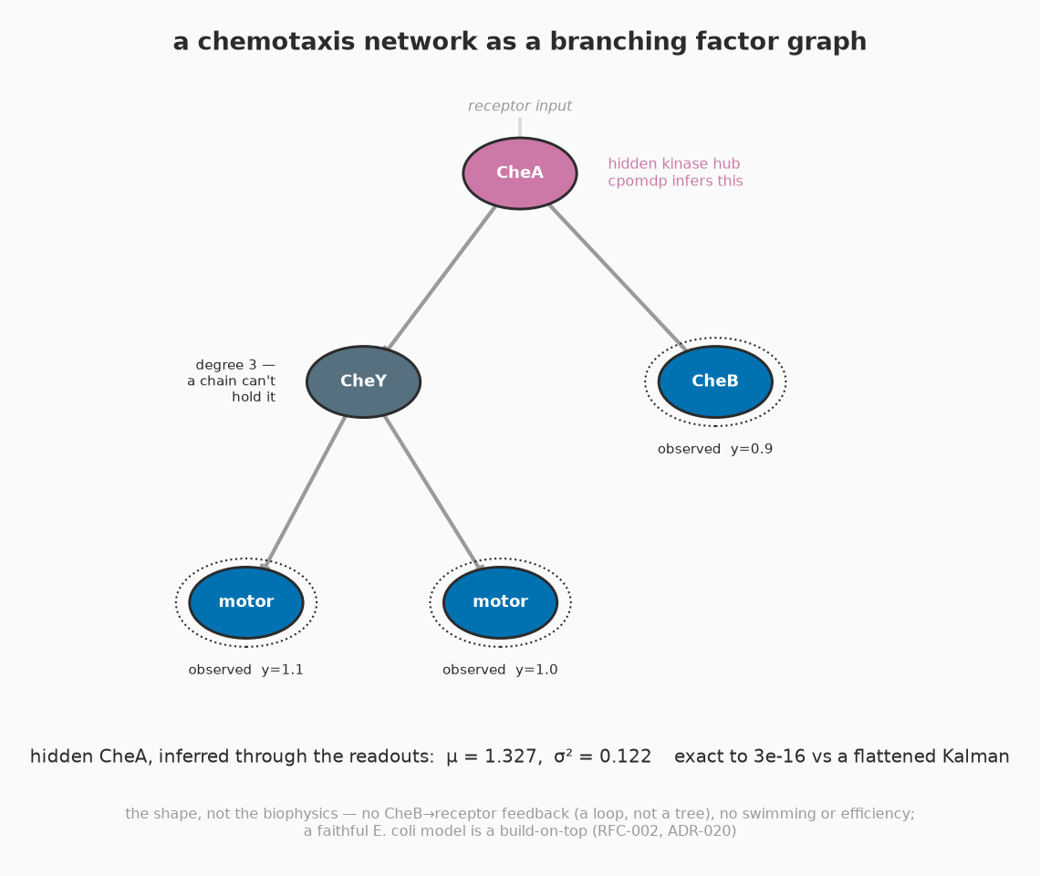The E. coli chemotaxis network as a branching factor graph; the hidden CheA kinase hub inferred through its downstream readouts